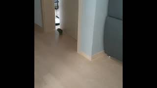 한스마카우 코코의 탈출