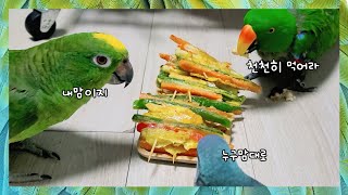 엄마가 이상한걸 만들어 줬다며 거부하던 앵무새들이 달라…