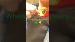 Just my bird or does anyone el…