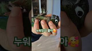 코뉴어앵무새#하랑이#하봉이#pets#cute