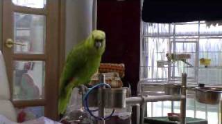 amazon Parrot" Korea Children Song singing parrot 노래하는 앵무새 김초롱