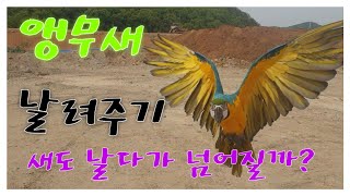 #앵무새 새가 날다가 넘어질수 있을까?