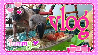 루비간식 쳐묵쳐묵 똘이주절주절[연구대상앵무새똘이]