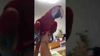 "상구야~ 행복해?"  #애완동물 #앵무새 #자율비행 #macaw #마카우#청금강앵무새 #홍금강앵무새