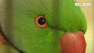 나는 살인자를 보았다...앵무새의 반전 증언...ㅣI witnessed a murder... The parrot's testimony...