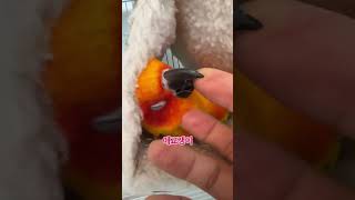 포치안에서 애교부리는 썬코뉴어 봄이 #parrot #b…