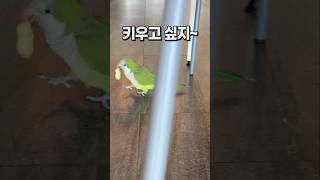 땅콩받고 도망가는 앵무새  앵무새카페 버드리 평택점 퀘…