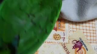 [앵무새_코뉴어] 옷 하나만있어도 잘 놀아요