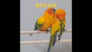 태양이와 노을이(썬코뉴어)