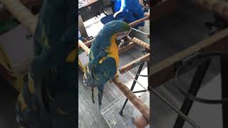 국내산 호두 먹방중인 청금강