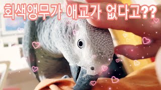 누가 회색앵무 애교 없다고 했나요? 애교 철철넘치는 앵…