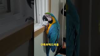 창문에 계속있고싶은 청금강앵무새 루카 #shorts