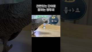 관련있는 단어로 말하는 앵무새 ️ 회색앵무 잠바  #반…
