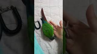 코뉴어 앵무새 훈련 손 위에 올라와 뒤집기 성공(귀여움…
