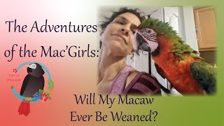 Mac&#39; Girls #2 Will My Maca…