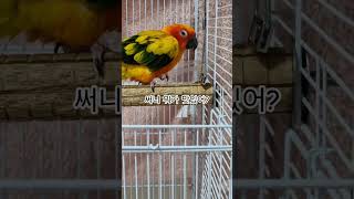 써니야 편식하면 안돼요!  #썬코뉴어 #parrot #앵무새 #맛있어 #delicious #편식 #picky eater #안돼요 #no! #써니