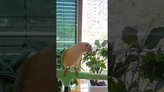 3개월생 코뉴어 아기 #민트코뉴어#반려조생활#앵무새키우기