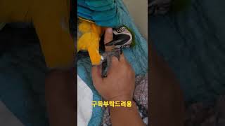 애교부리는 청금강앵무새 루카 #shorts