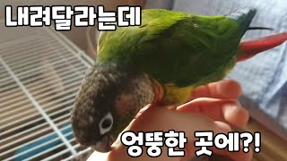 만지지 말라는 연두와 엉뚱한 곳에 내려버린 담이ㅋ?!#…