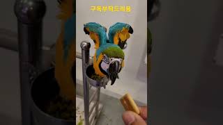 만세하는 청금강앵무새 망고 #shorts
