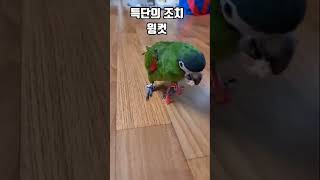 앵무새.한스마카우.뽀미.윙컷.2023.12.23