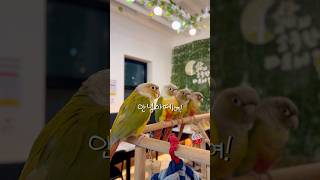 동생에게 말가르치는 앵무새 #말하는앵무새 #말하는코뉴어 #conure #cotorrilla #parrot #앵무새 #코뉴어앵무새 #리프패럿 #talkingparrot #귀여움주의