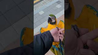 산책 빨리가고픈 루카 #parrot #앵무새 #animal #macaw #동물 #마카우 #청금강 #청금강앵무새 #반려동물 #애완동물