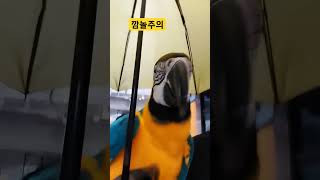 놀래키는 루카 #macaw #청금강 #청금강앵무새
