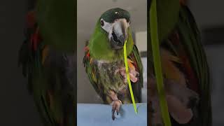 #앵무새. 한스마카우. 2013년 출생. 남자. 이름:  지 루비