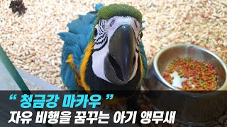 청금강 마카우, 자유비행을 꿈꾸는 아기 앵무새
