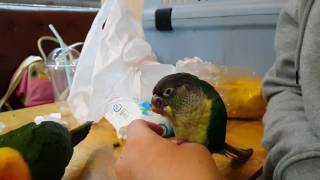 졸면서 밥먹는 코뉴어