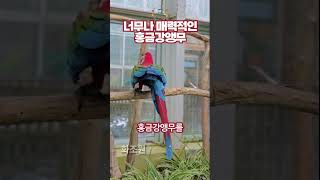 매력만점 홍금강앵무를 소개합니다!  #제주화조원