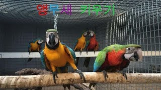 앵무새를 잘 키우려면 13 (앵무새를 이런 곳에 키우면…