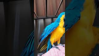셀프 만세 #macaw #청금강 #청금강앵무새