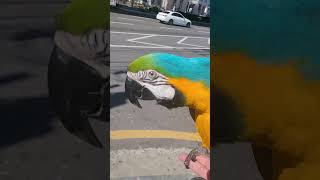 횡단보도 기다리는 루카 #shorts #청금강 #청금강앵무새 #macaw