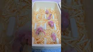 청금강, 듀컵코카투, 체스넛, 뉴기니아, 카이큐 아이들이예요.