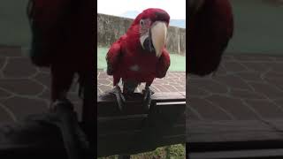 먹보쟁이 홍금강 앵무새 타미