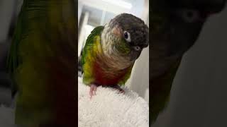 말하는 앵무새 (?) 이걸 따라한다고…? ㅋㅋㅋㅋ 드디어 말하나 했더니!! #Shorts #FunnyAnimals #Parro #CutePets #TalkingParrot #앵무새