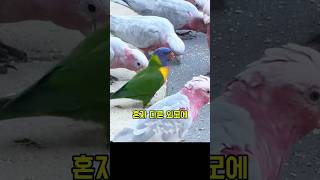 외톨이였던 앵무새의 놀라운 변화