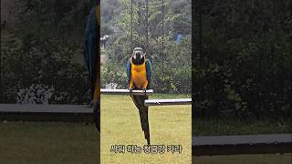 샤워하는 #청금강 앵무새 카라 #아마조나