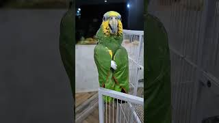 The little Amazon parrot is da…