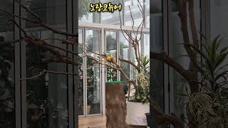 노랑코뉴어 #새 #shorts