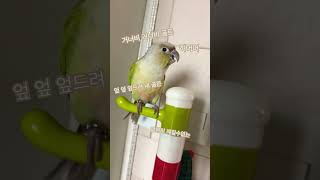 골든 들리는 대로 가사 쓰기!#Golden#코뉴어 앵무새#코코