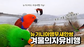 뉴기니아 앵무새 자유비행 훈련 겨울 추운 날씨도 열심히…