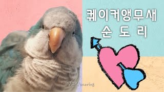 퀘이커앵무새 순도리 요로코롬 놀아요~♡앵둥앵둥