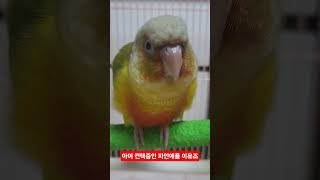 이쁜짓하는 아기 파인애플코뉴어 #birds #앵무새 #파인애플코뉴어 #귀여운#아가짓 #아이컨택