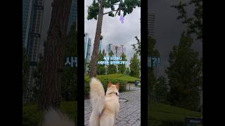 부산시민공원에 청금강 앵무새가 떳다개#시민공원#청금강앵무새#Vlog#Shorts