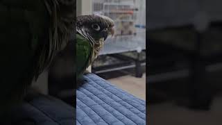 잠자는 사자의 코털을 건드리지 마라#앵무새#코뉴어#학씨…