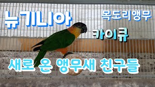 뉴기니아 앵무, 카이큐 앵무, 목도리 앵무 소개