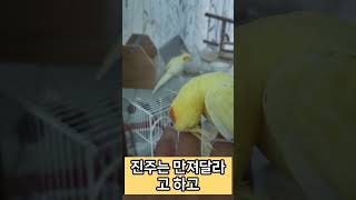 진주살구 역시! 다르시구먼요 #애완동물 #parrot …
